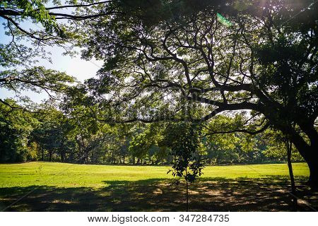 Green Tree Forest In City Park With Sunnny Day Light