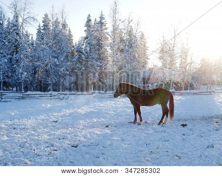 Finhorse In Snow And Woods With Sunlight