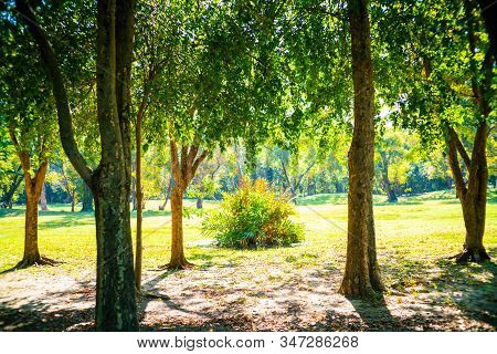 Green Tree Forest In City Park With Sunnny Day Light