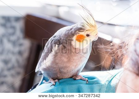 Grey Corella Parrot (nymphicus Hollandicus) Sitting On The Shoulder.