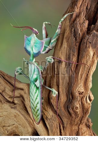 Idolomantis Back View