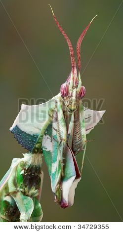 Idolomantis Portrait