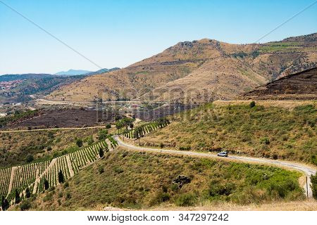 Vineyard Landscape Near Banyuls Sur Mer, Roussillon, Vermilion Coast, France