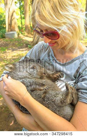 Woman Holding A Cute Wombat Sleeping In Marsupial Position, Vombatus Ursinus. Encounter With Austral