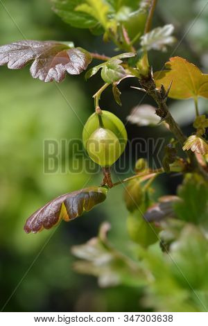 Gooseberry Hinnomaki Green Fruit - Latin Name - Ribes Uva-crispa Hinnomaki Green