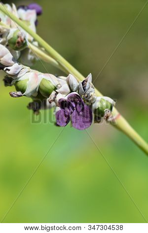 Powdery Alligator-flag Flower - Latin Name - Thalia Dealbata