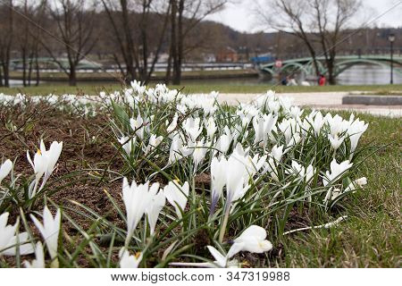 White Snowdrop Flower Blossomed. Spring Is A New Life. Scientific Name Crocus Flavus Weston. A Bed O