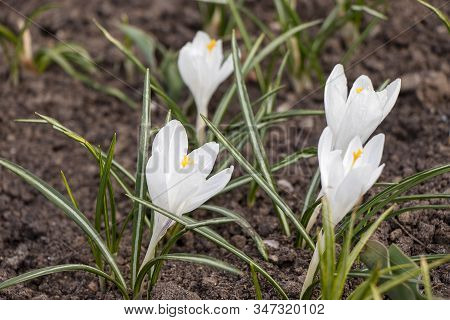 White Snowdrop Flower Blossomed. Spring Is A New Life. Scientific Name Crocus Flavus Weston