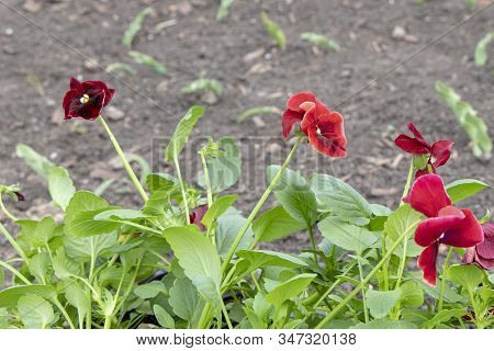 A Red Pansy Flower Is Planted In A Flower Bed. Spring Is A New Life, Seedlings. Scientific Name Viol
