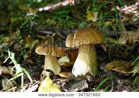 In The Deciduous Wood Among The Fallen-down Brown Foliage And A Green Grass Two Beautiful Cepes Grew
