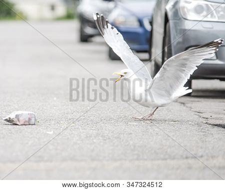 Seagull On The Street Of Ullapool, Scotland