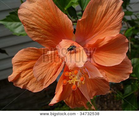 Légy a hibiszkusz