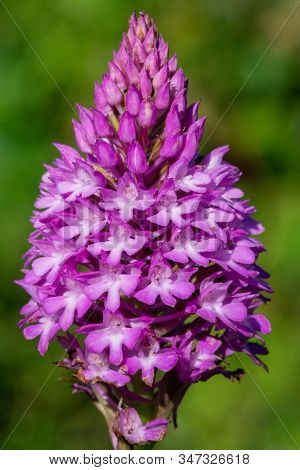 Close Up Of A Pyramid Orchid (anacamptis Pyramidalis) In Bloom