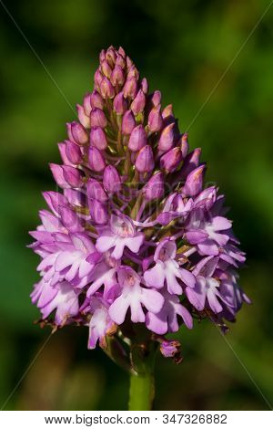 Close Up Of A Pyramid Orchid (anacamptis Pyramidalis) In Bloom