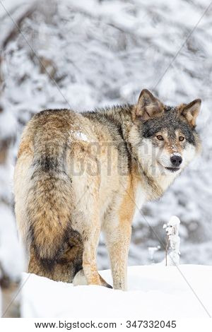 Focused Wolf In Pack Looking Backward In Cold Winter Forest