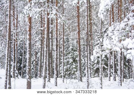 View Of The Forest In Winter, Tree Trunks And Snow, Nuuksio National Park, Espoo, Finland