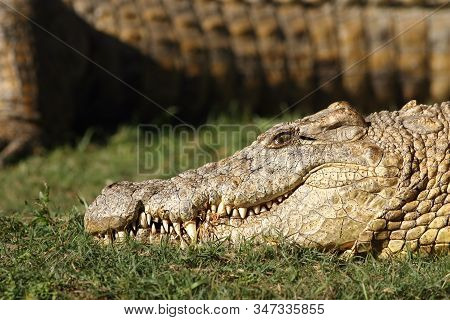 Detail Of The Head With Jaws Full Of Teeth Of Nile Crocodile (crocodylus Niloticus), Which Is Lying 