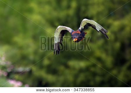 The Bateleur (terathopius Ecaudatus) Flying With A Green Background. African Eagle In Flight.