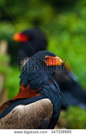 The Bateleur (terathopius Ecaudatus) Sitting In The Green In The Background Sits The Second Eagle. A