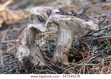 Sarcodon Imbricatus Growing In Autumn On The Ground Of A Pine Forest