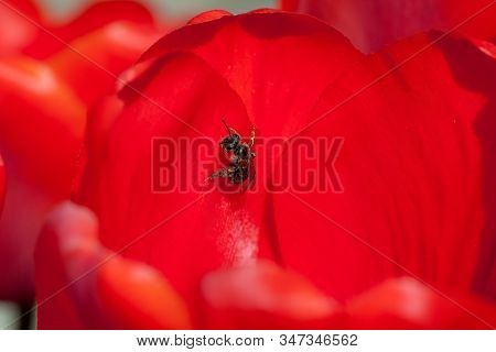 Beautiful Bright Red Tulips In The Photo With A Blurred Background And Soft Focus Trick For Greeting