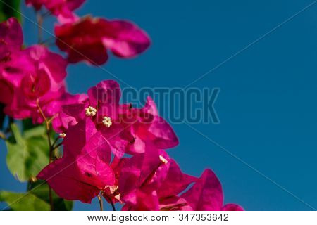 Bougainvillea Branches With Purple Flowers Against A Blue Sky. Close Up Of Blooming Magenta Bougainv