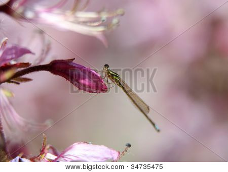 Kleine Drachen fliegen an Blütenknospe