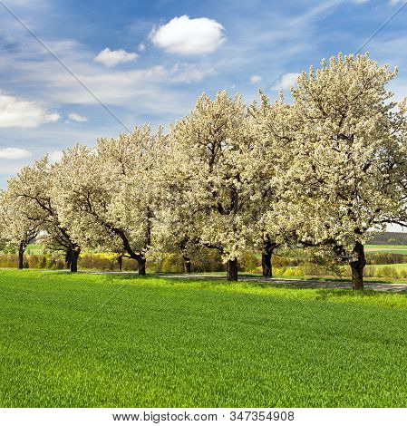Road And Alley Of Flowering Cherry Trees In Latin Prunus Cerasus With Beautiful Sky. White Colored F