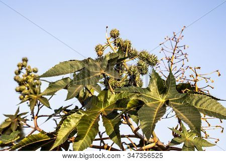 Castor Beans Plant On Field In Brazil