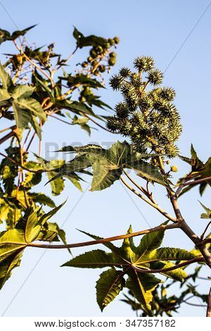 Castor Beans Plant On Field In Brazil