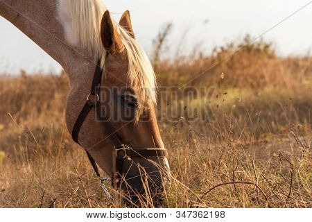 Beautiful Red Horse Grazing In A Meadow In Spring.