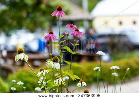 Closeup Of Fresh Purple Enchinacea And White Flowers Blooming Against Green Lawn And Lens Flare In B