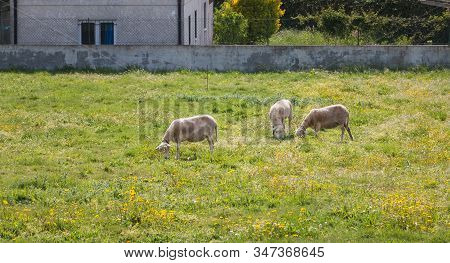 Flock Of Sheep In A Grassland In The Countryside Of Northern Portugal