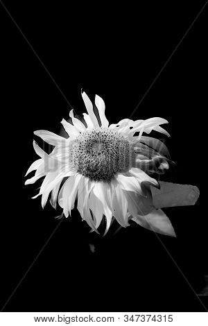 Single Raggedy Sunflower In Monochrome Black And White.