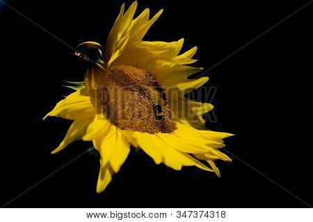 Single Raggedy Sunflower In Monochrome Black And Yellow.