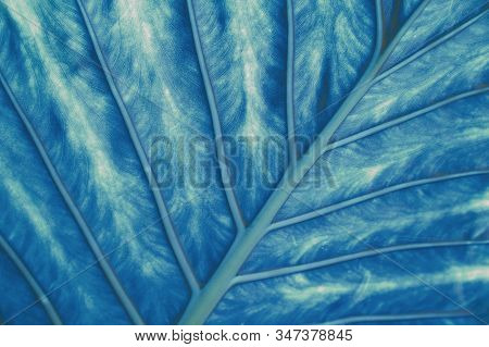 Texture Of A Large Tropical Leaf Of Malanga Xanthosoma Sagittifolium With Veins. Tinted In Classic B