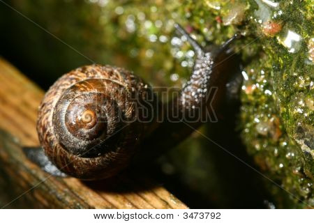 Shell