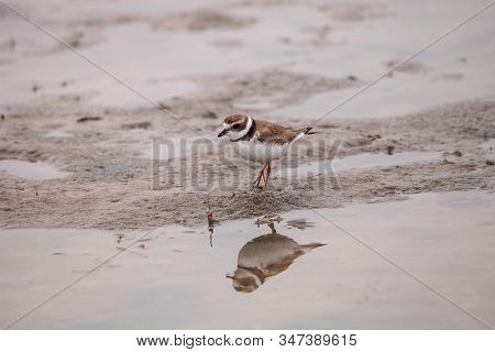 Wilsons Snipe Shorebird Charadrius Wilsonia Forages For Fiddler Crabs