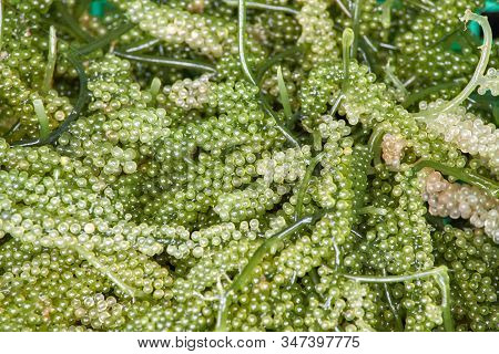 Green Caviar, A Kind Of Seaweed Is Grown For Food.