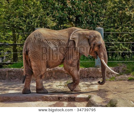 Afrikansk elefant
