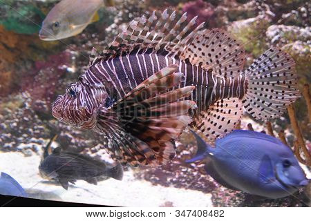 A Beautiful Little Lionfish In An Aquarium
