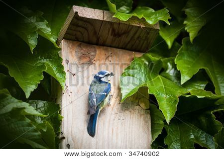 Sýkora modřinka (Parus caeruleus) hnízdící box