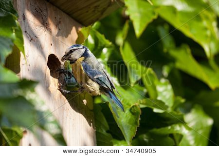 Sýkora modřinka (Parus caeruleus) hnízdící box
