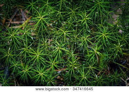 Moss Polytrichum Close Up, Sphagnum Fresh Moss, Textured Greenery Carpet Of Moss, Green Backdrop.