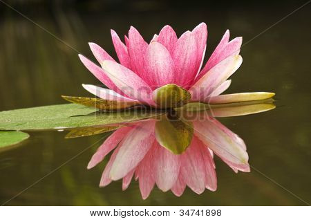 Blossom orkidea kukka