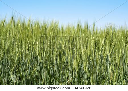 Grain Field
