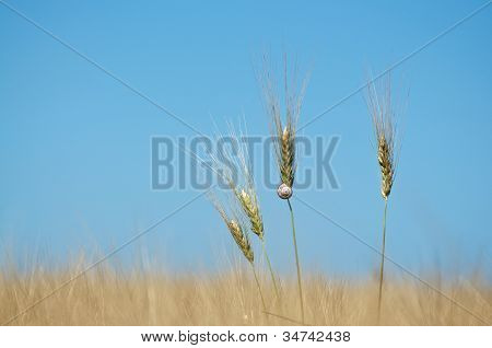 Wheat And Snail