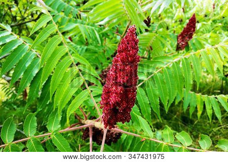 Blood Amaranth. Amaranthus Paniculatus In Garden. Nature.