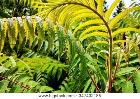 Natural Green Young Ostrich Fern Or Shuttlecock Fern Leaves.