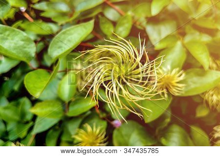 Fragrant White Flowers Of Clematis Flammula Or Clematis Manchurian In Summer Garden Closeup. Out Of 
